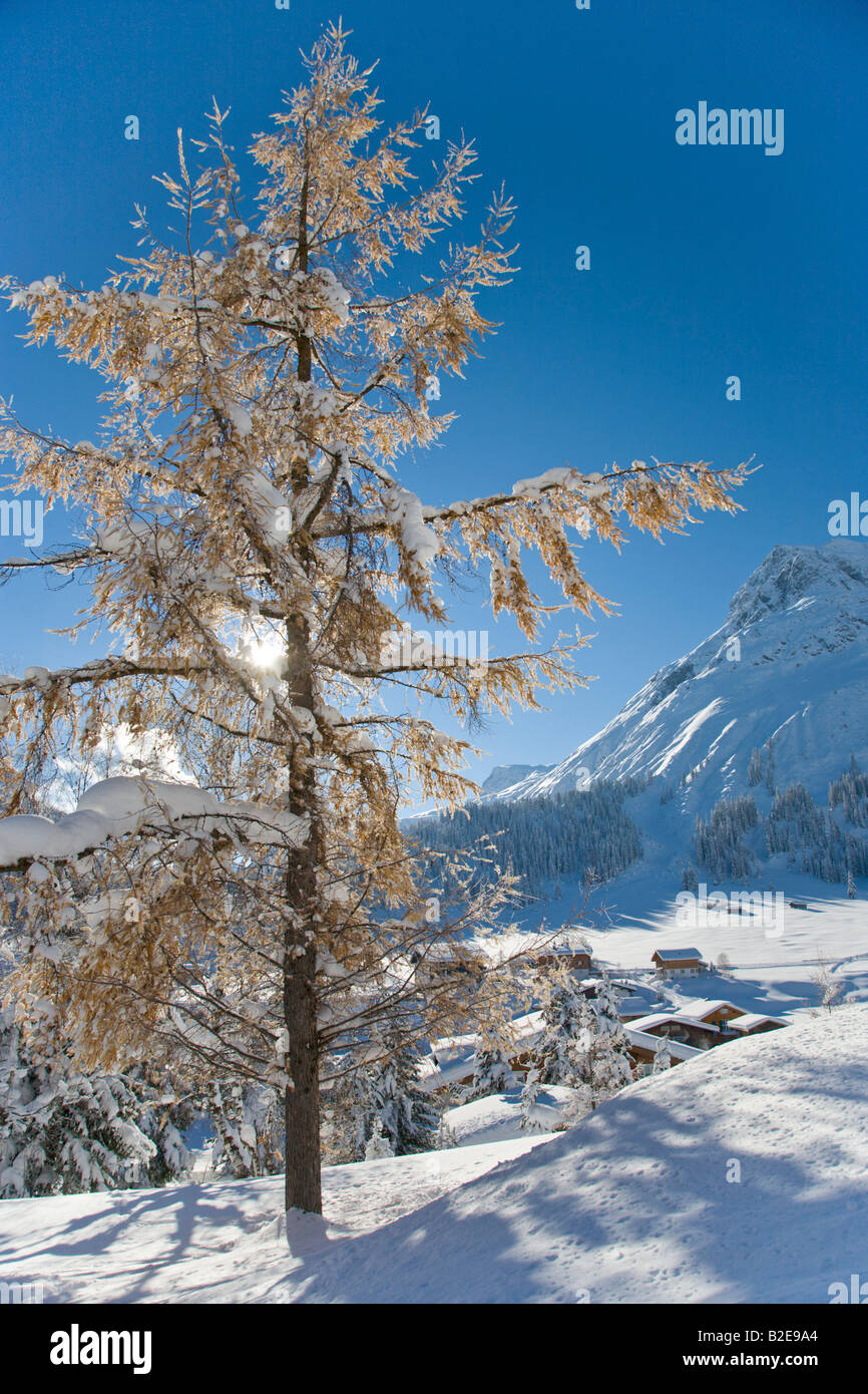 Lärche Baum auf Polarlandschaft, Lech am Arlberg, Vorarlberg, Österreich Stockfoto