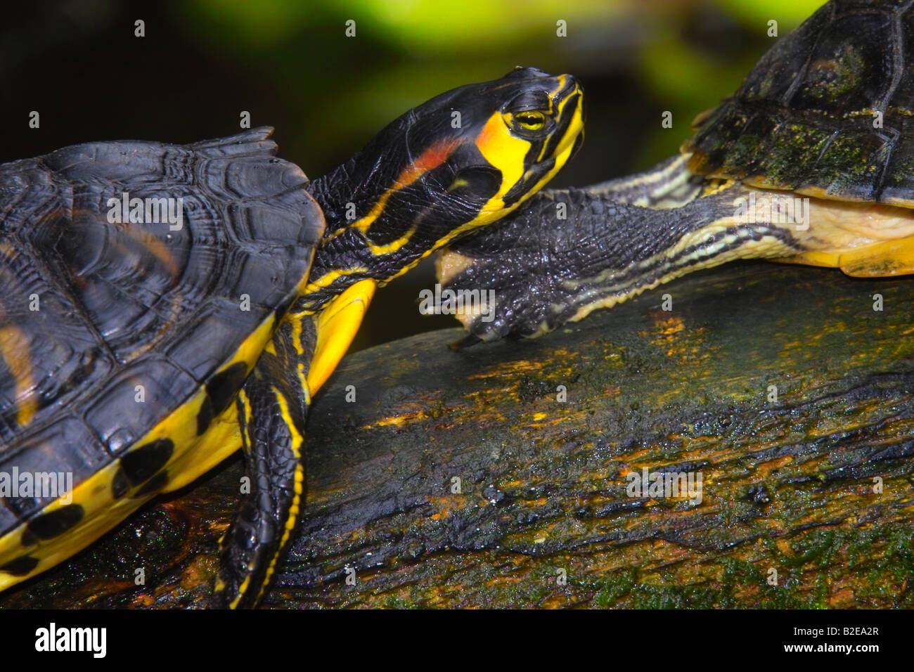 Nahaufnahme von zwei Meeresschildkröten auf Ast Stockfoto