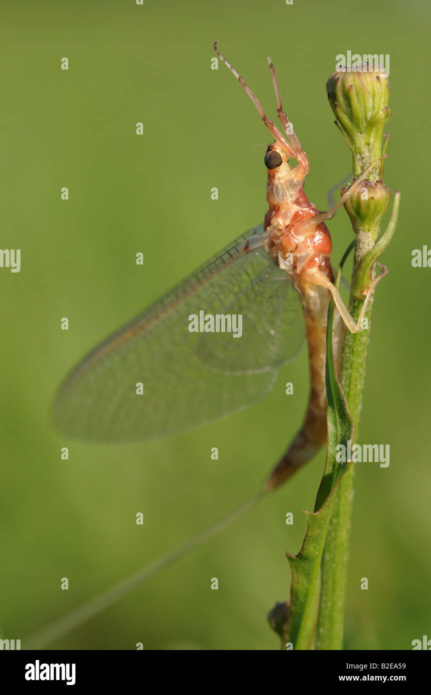 Eine Eintagsfliege kann fliegen, sanft auf die blühenden Stengel eines Sommer-Plans thront. Seine Vorderbeine zu erreichen in den Himmel als ob im Gebet. Stockfoto