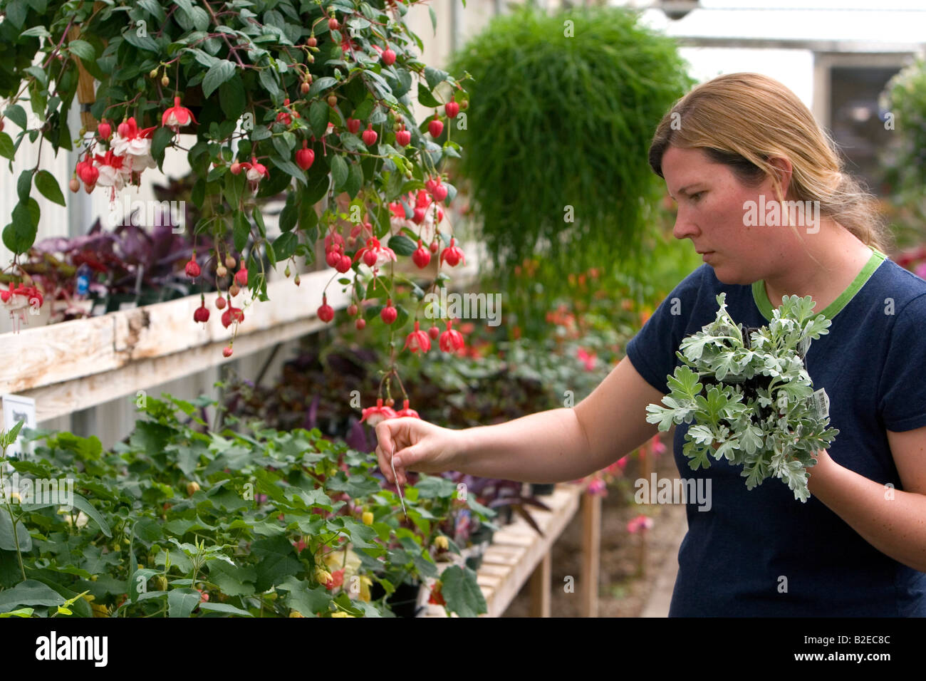 Frau shopping für Pflanzen im Gewächshaus eines Kindergartens in Nampa, Idaho Stockfoto