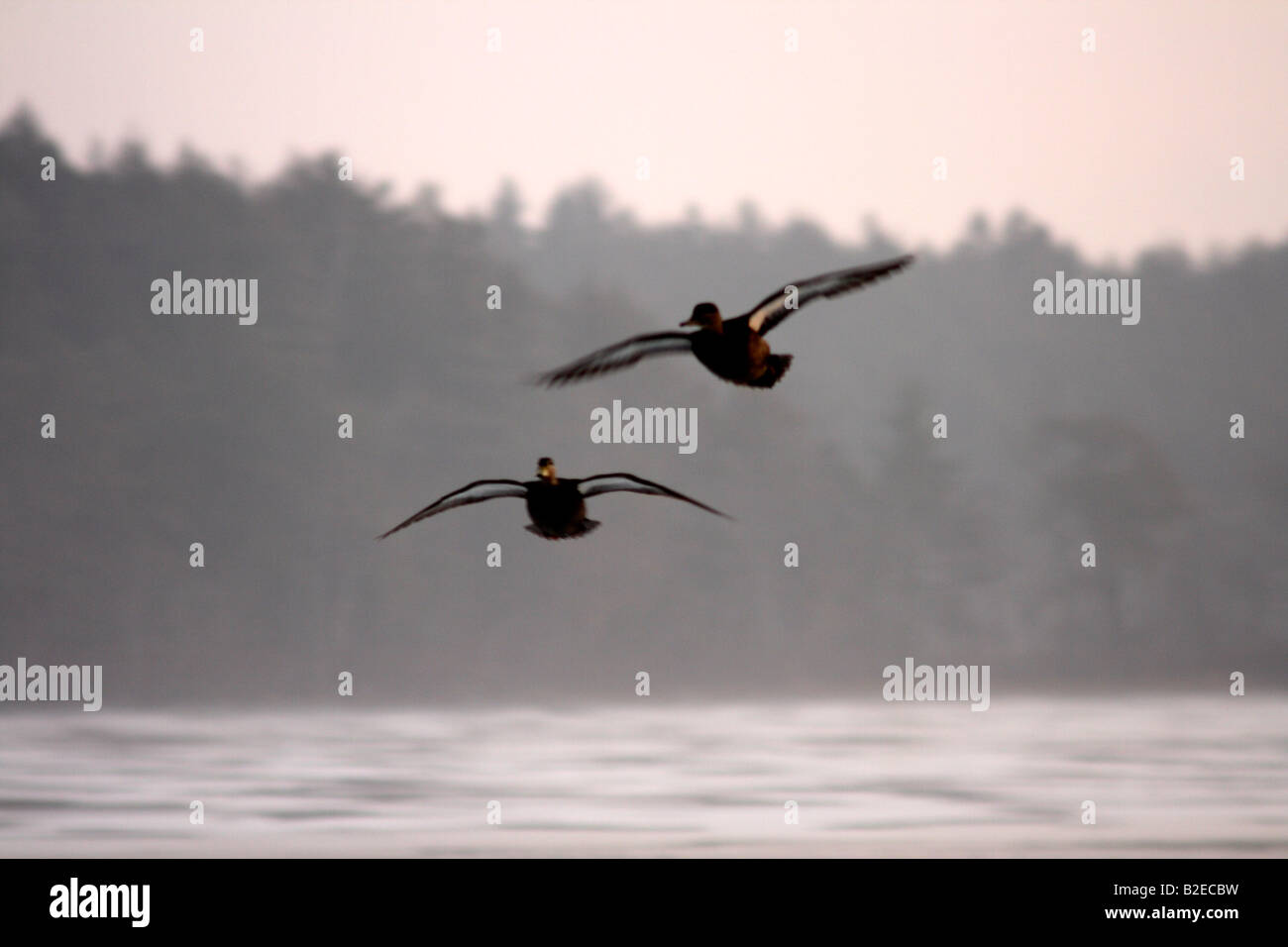 Schwarze Enten im Flug Stockfoto