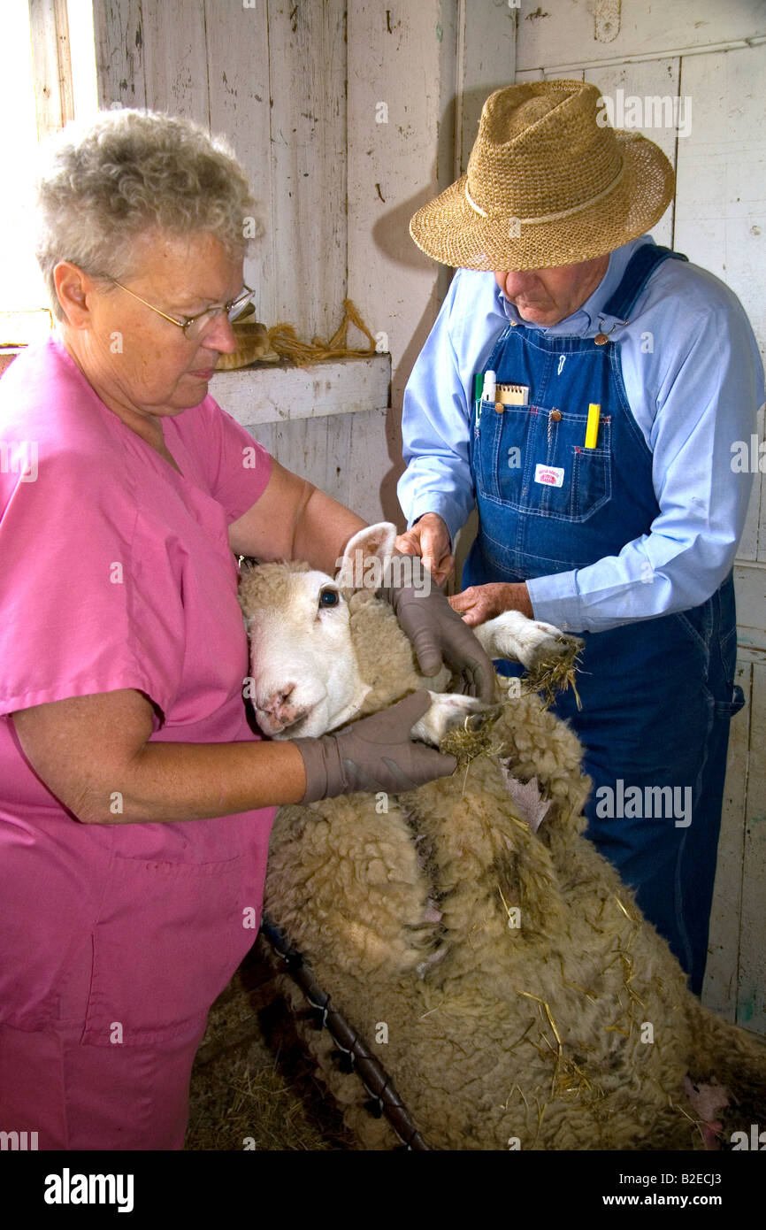 Bauer und seine Frau ein Schaf auf ihrer Farm in Lenawee County Michigan Impfung geben Stockfoto