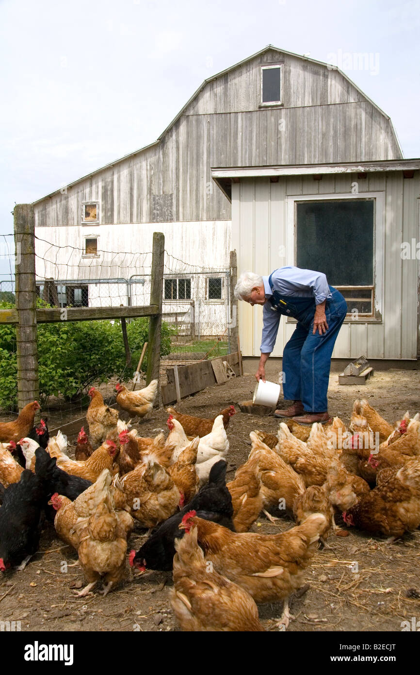 Bauer seine Hühner auf einem Bauernhof in Lenawee County Michigan Herr Fütterung Stockfoto