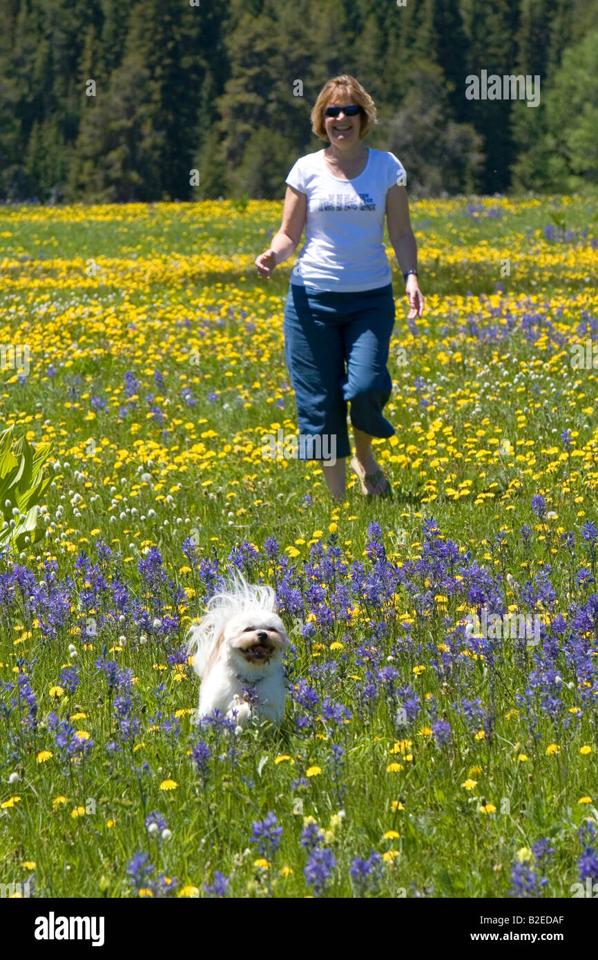 Frau und ihrem Hund zu spielen, auf einer Wiese von Wildblumen in Round Valley Idaho Stockfoto