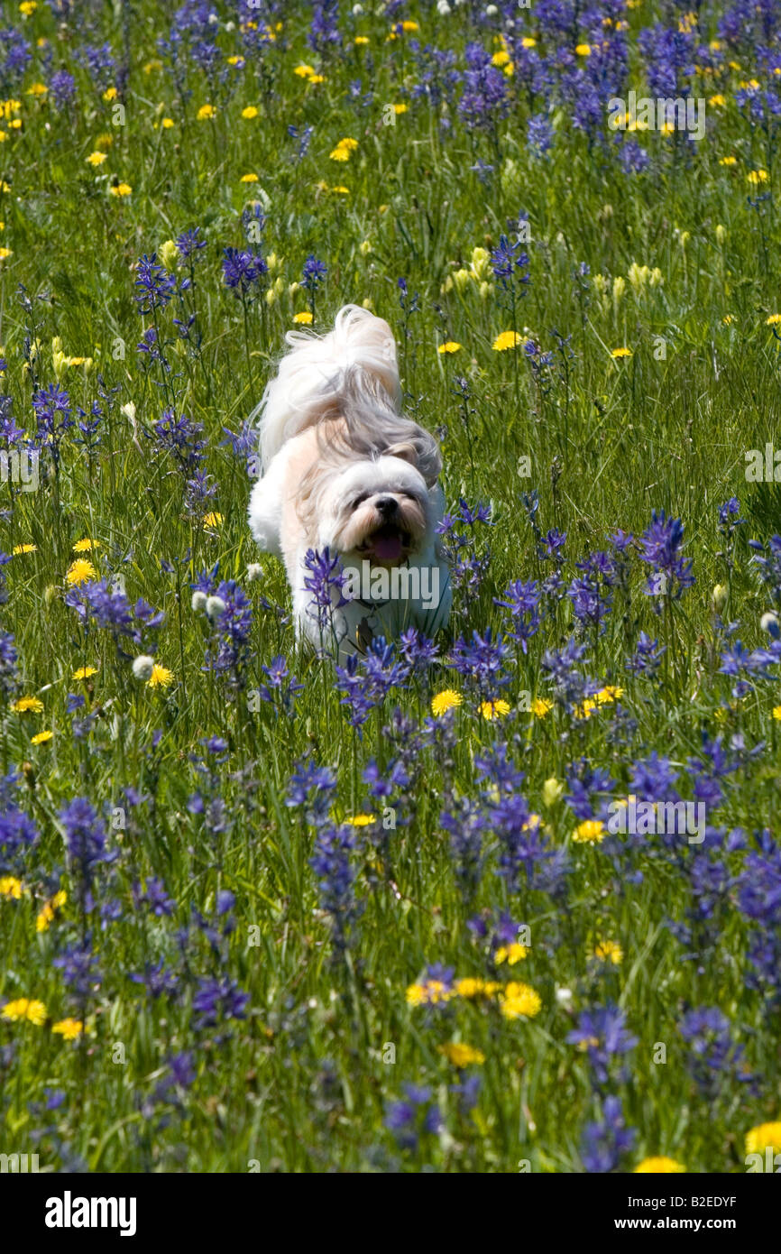 Kleiner Hund läuft durch eine Wiese von Wildblumen in Round Valley Idaho Stockfoto