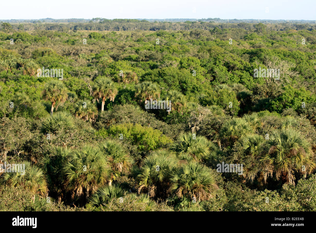 Palmen in Südwest Florida Usa aus der Luft Stockfoto