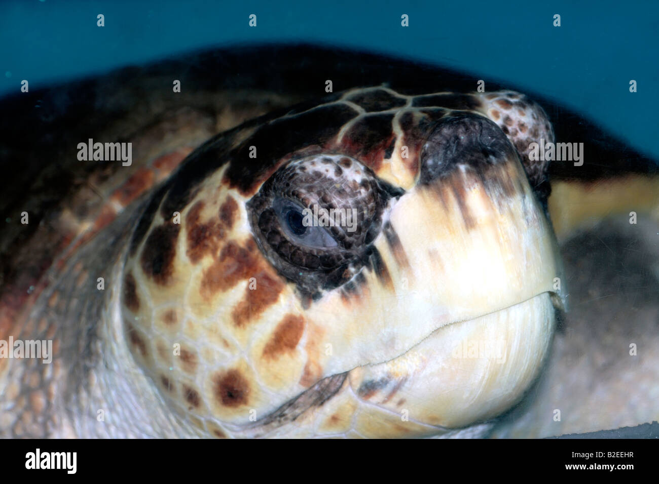 Unechte Karettschildkröte Kopf Stockfoto
