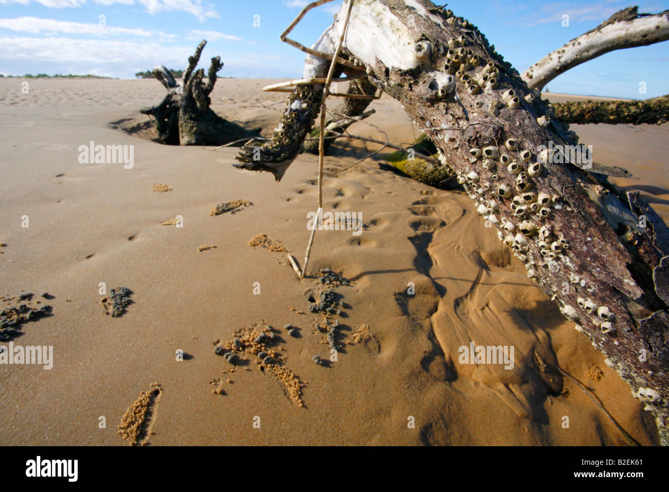 Ein Barnacle abgedeckt-Protokoll an den Strand gespült Stockfoto