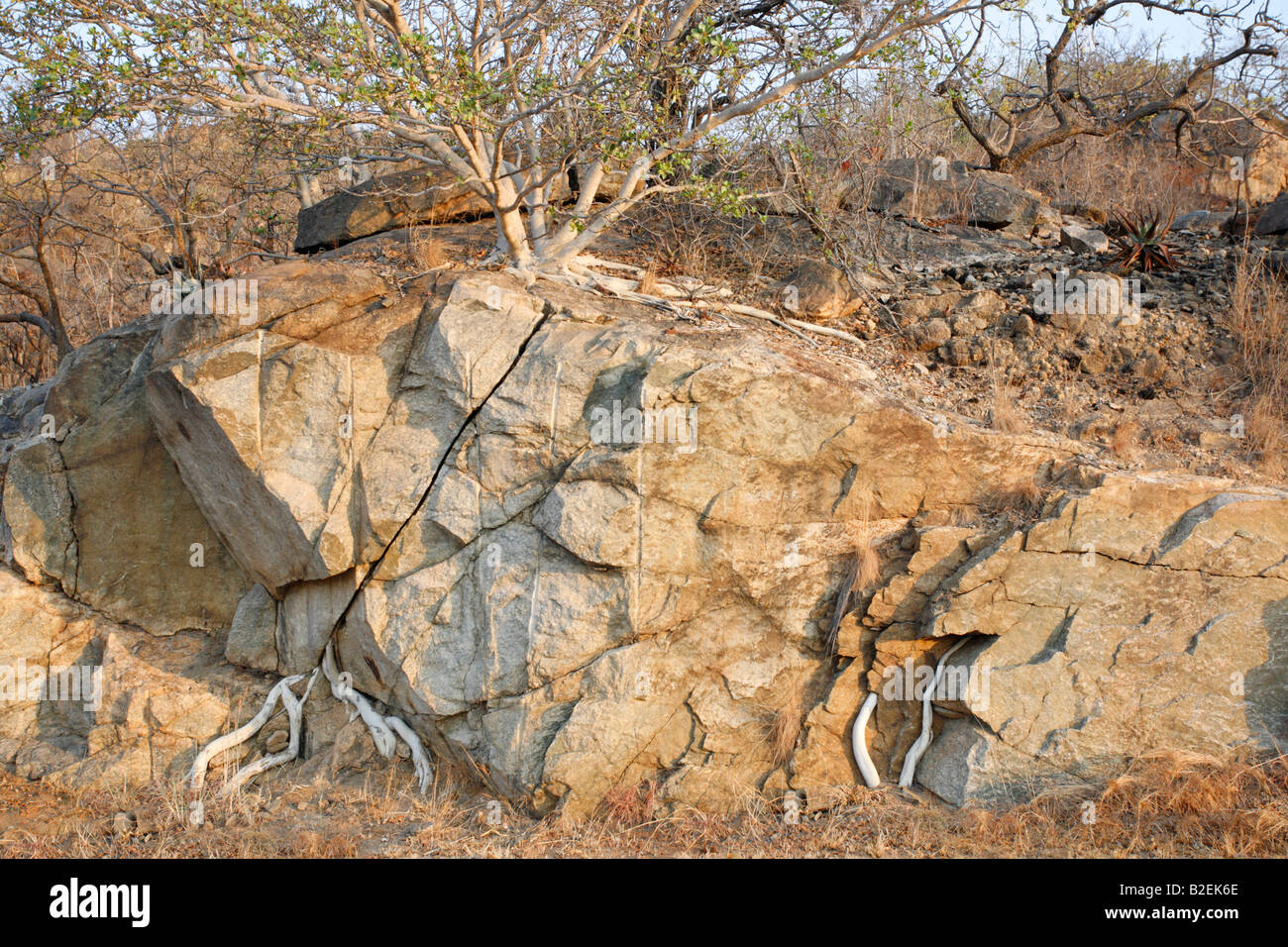 Die Wurzeln einer Rock Fig splitting Felsen mit Wurzeln aus einiger Entfernung, wo der Baum wurzelt Risse Stockfoto