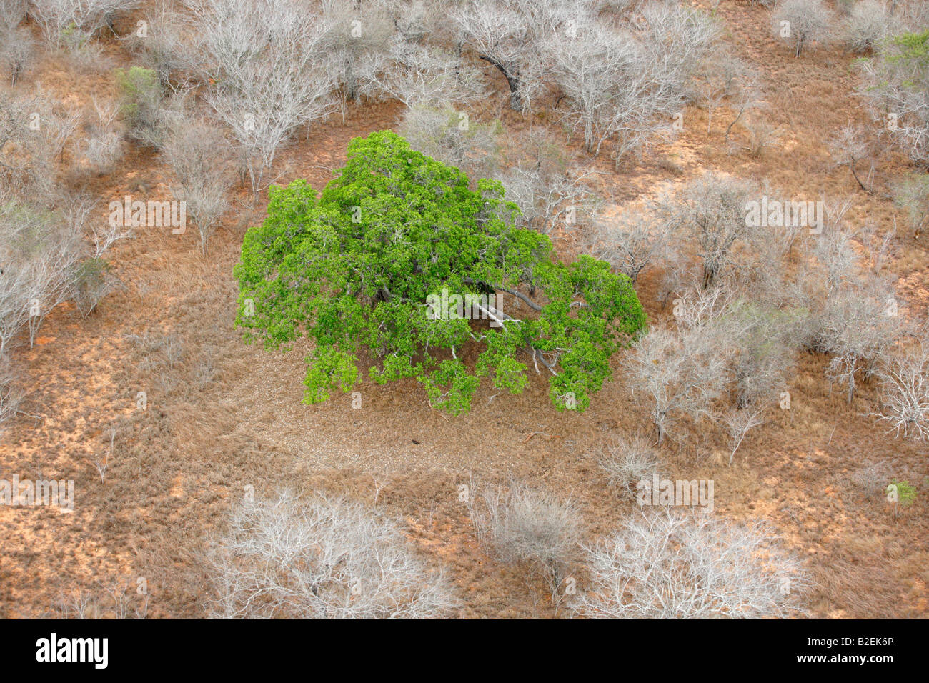 Luftaufnahme von einem Affenbrotbaum (Affenbrotbäume Digitata) in voller Blatt in einer ansonsten trockenen Wäldern von oben gesehen. Stockfoto