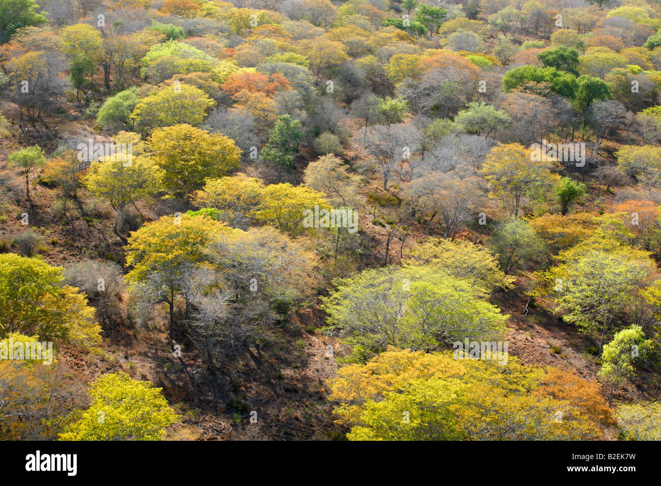 Luftaufnahme einer Spülung Miombo Waldland mit Laub in einer Vielzahl von Herbstfarben Stockfoto