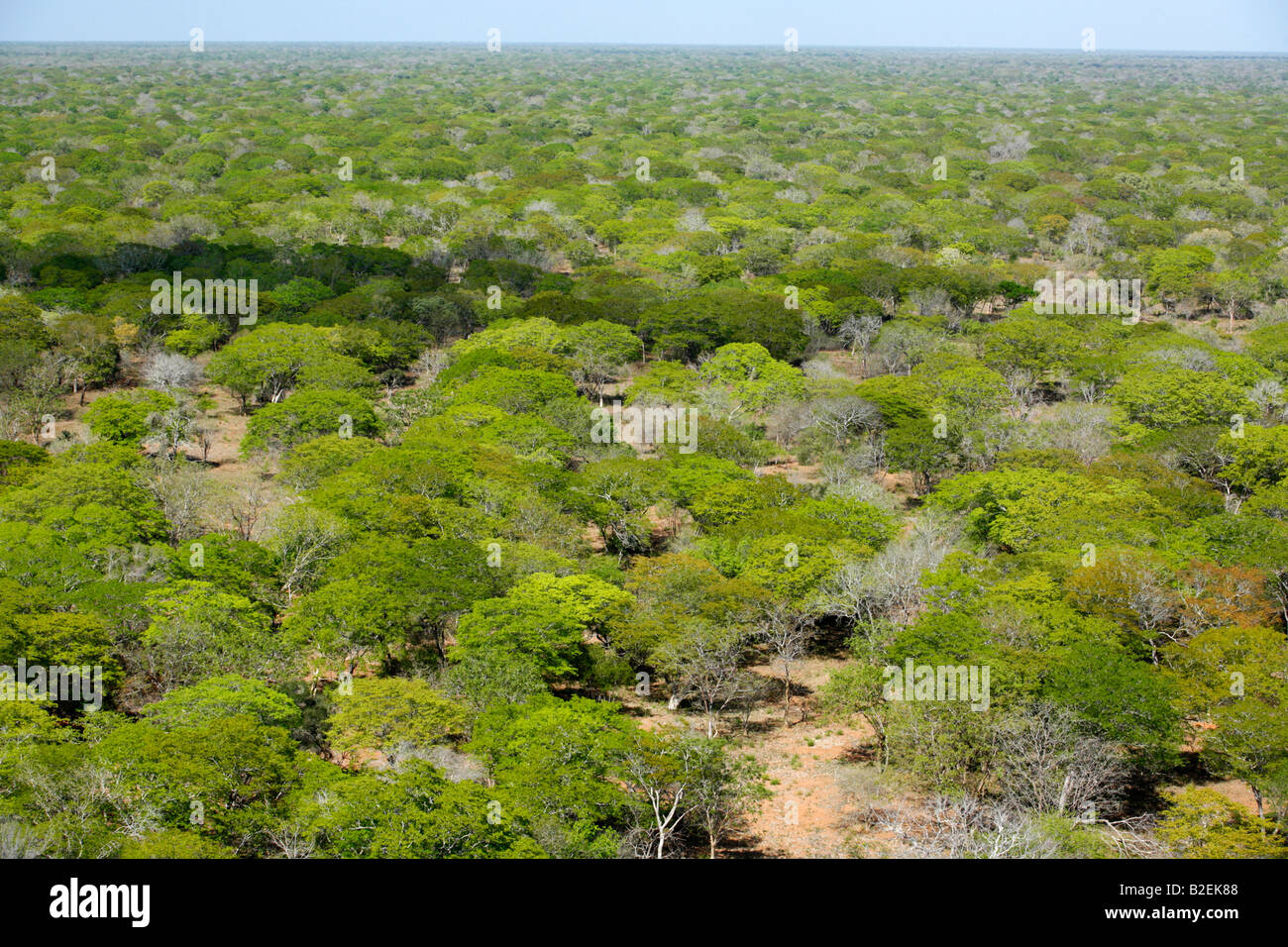 Antenne eine umfangreiche ungestört Miombo Waldland erstreckt sich bis zum Horizont anzeigen Stockfoto