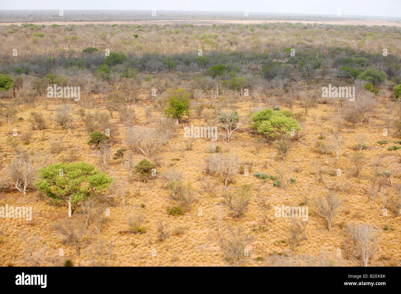 Antenne ein Mischwald anzeigen im Banhine National park Stockfoto