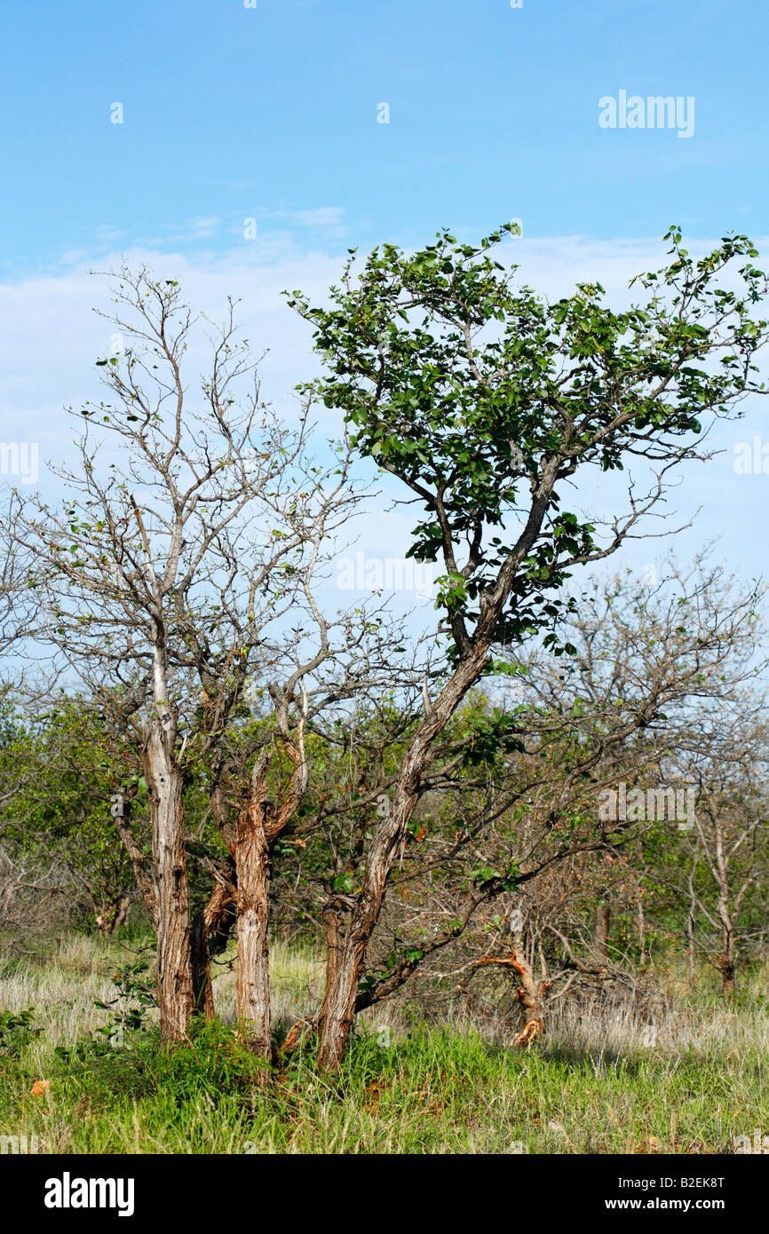 Zwei Mopane Bäume neben Würmer gegenseitig ein völlig entlaubt komplett von Mopane die anderen davon unberührt Stockfoto