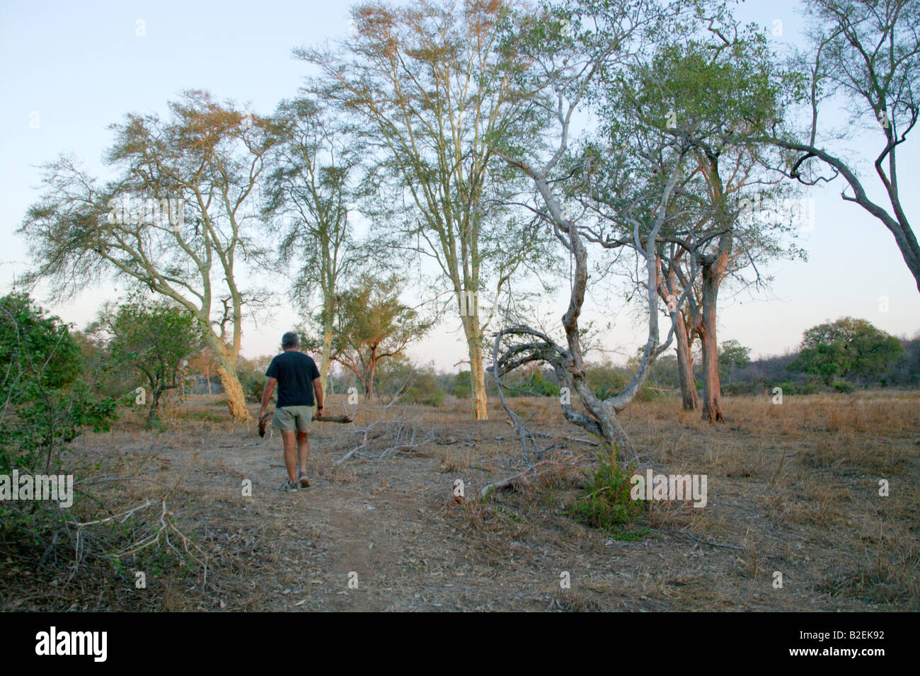 Ein Wanderer zu Fuß durch einen offenen Wald auf einem Deich des Flusses Save in warmes Licht Stockfoto