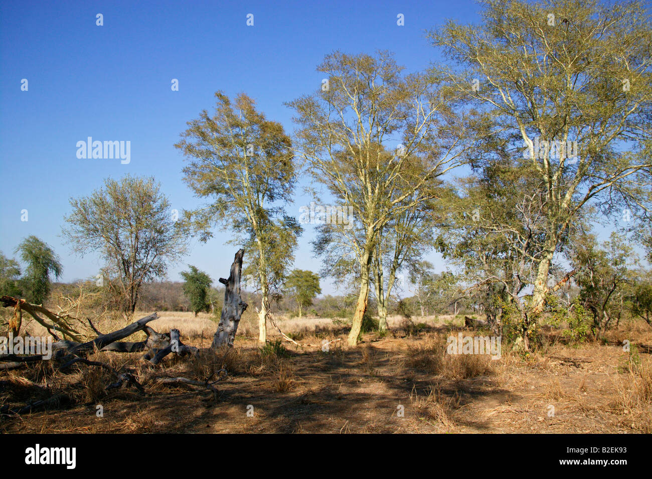 Fieber Baum Wald am Ufer des Flusses Save Stockfoto