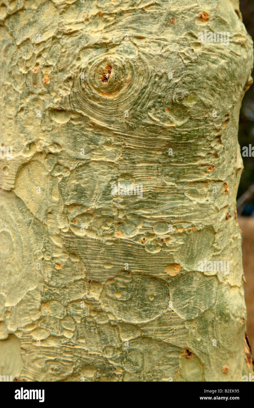 Nahaufnahme der diagnostisch gelb-grüne Rinde eines Baumes Fieber (Acacia Xanthophloea) Stockfoto