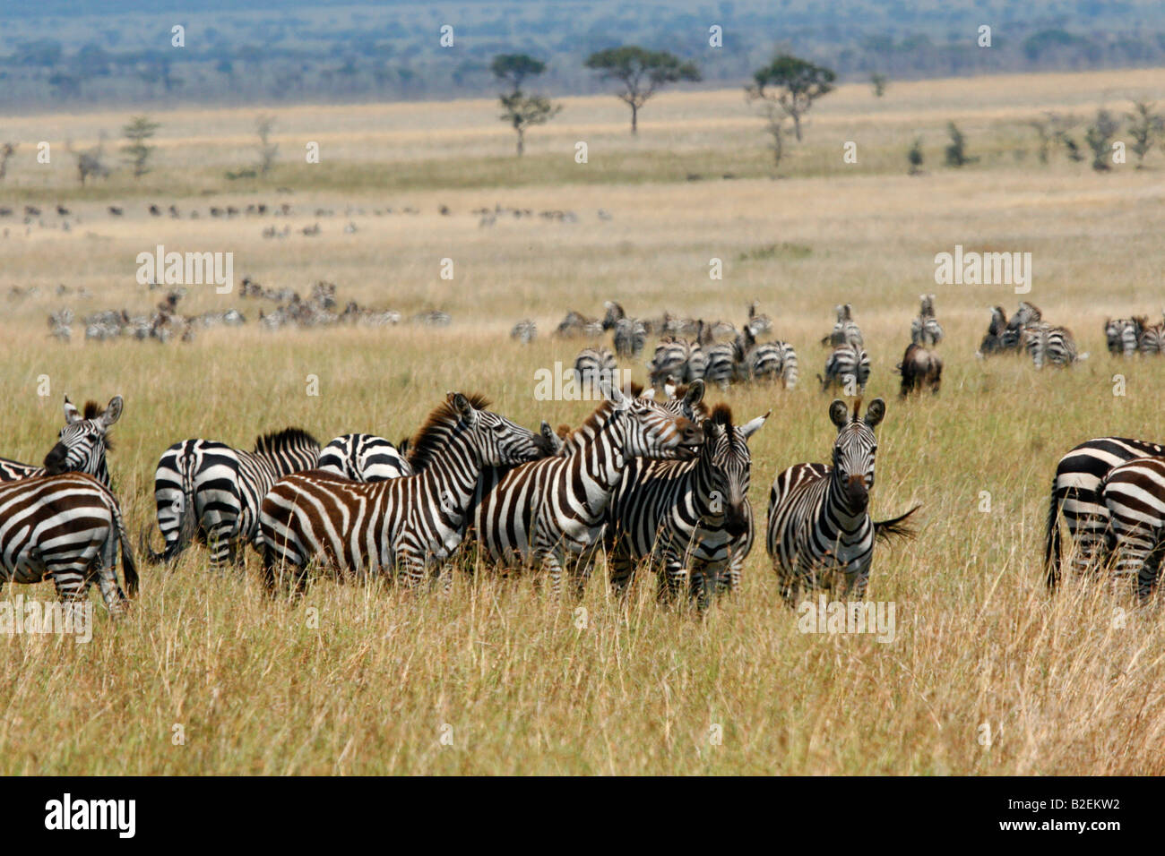 Zebra-Herde auf die Serengeti-Savanne Stockfoto