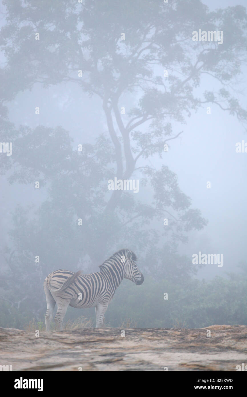 Burchell Zebra im Nebel Stockfoto