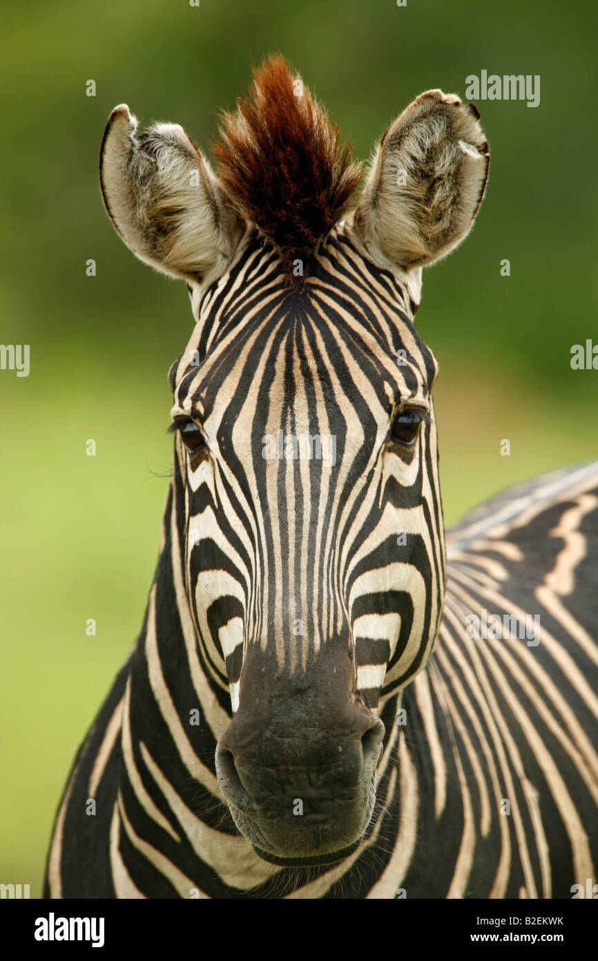 Engen Bildniss eines Burchell-zebra Stockfoto