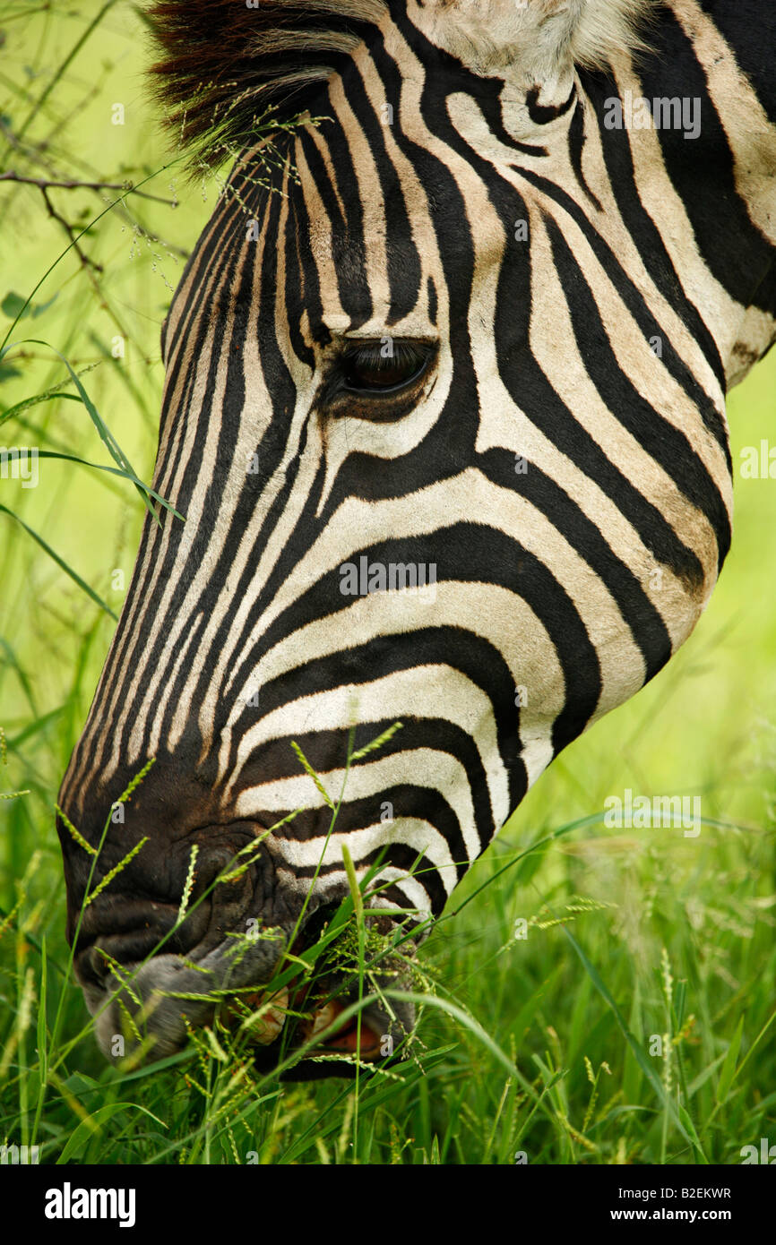 Porträt einer Burchell-Zebra Fütterung auf dem üppigen grünen Rasen Stockfoto