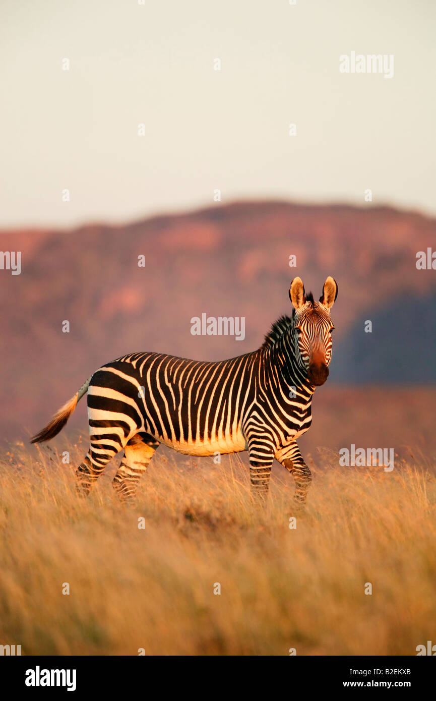 Ein Cape Mountain Zebra Hengst im stimmungsvollen Licht Stockfoto