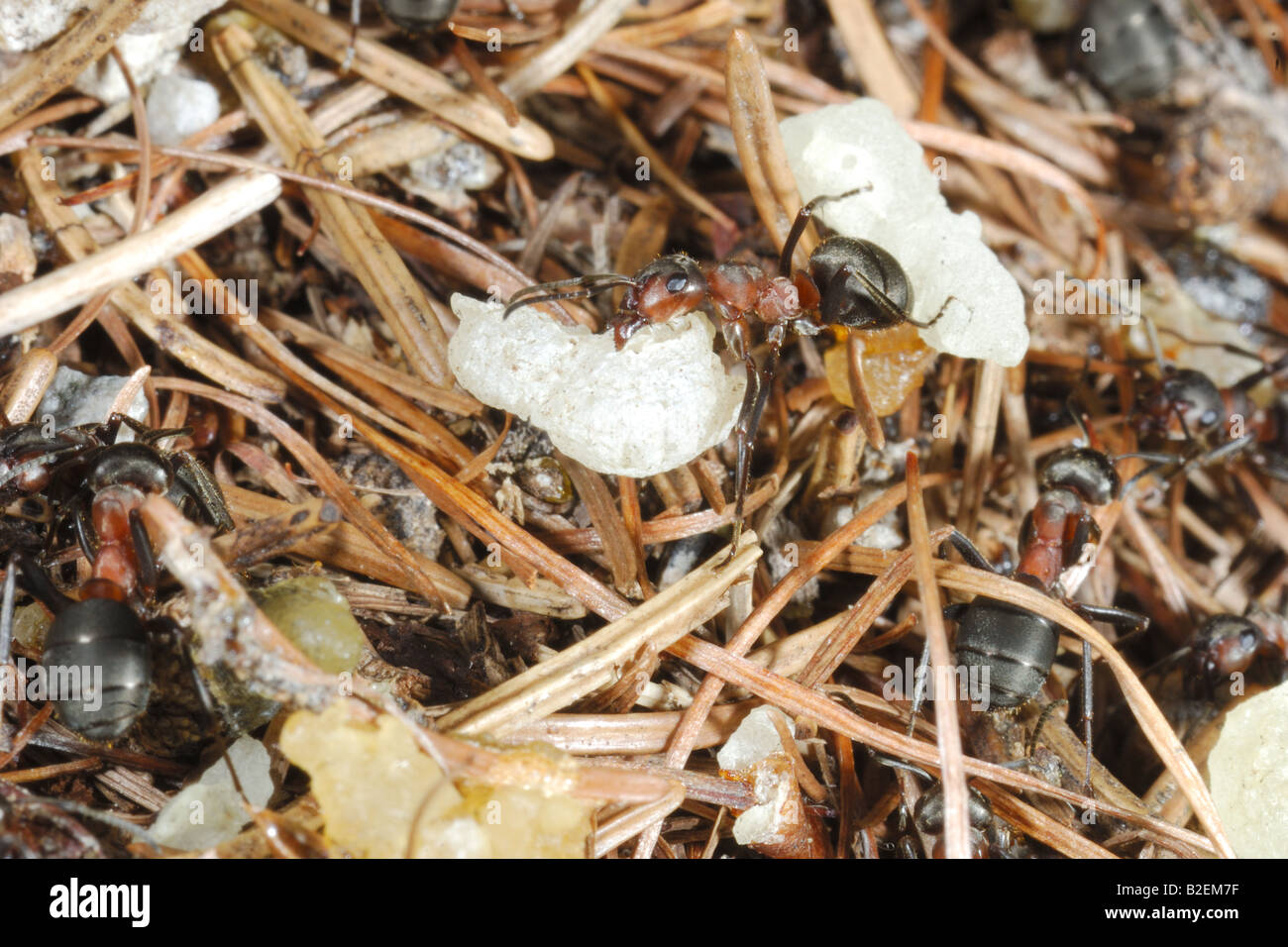 Ameise Formica Resina Formica Rufa Imenotteri Insetti Formicaio Montagna Cogne Parco Nazionale Gran Paradiso Valnontey Valle d'Aost Stockfoto