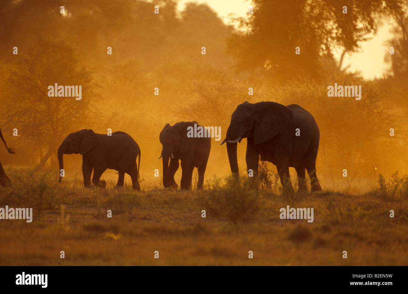 Sonnenuntergang Silhouette der Herde Elefanten im Staub Stockfoto