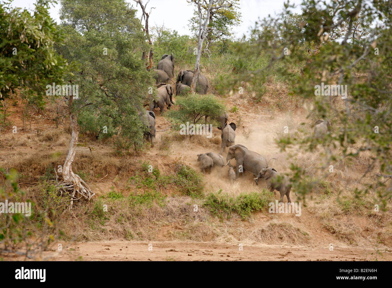 Eine Zucht Herde Elefanten raufkraxeln einen steilen Hang aus einem Flussbett Klettern Stockfoto