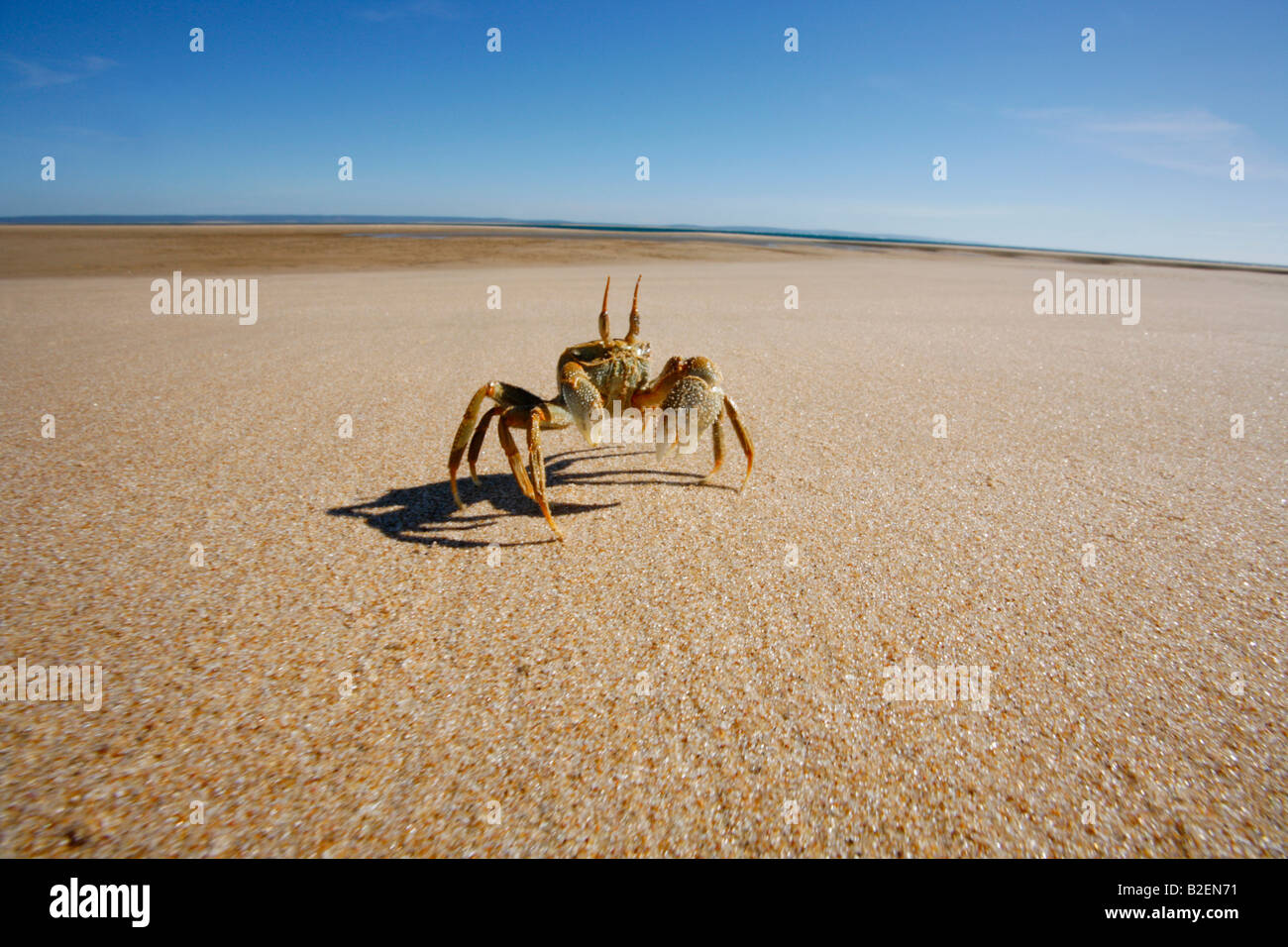 Gehörnte Ghost Krabben (Ocypode Ceratopthalnus) am Strand von Barra-Halbinsel Stockfoto