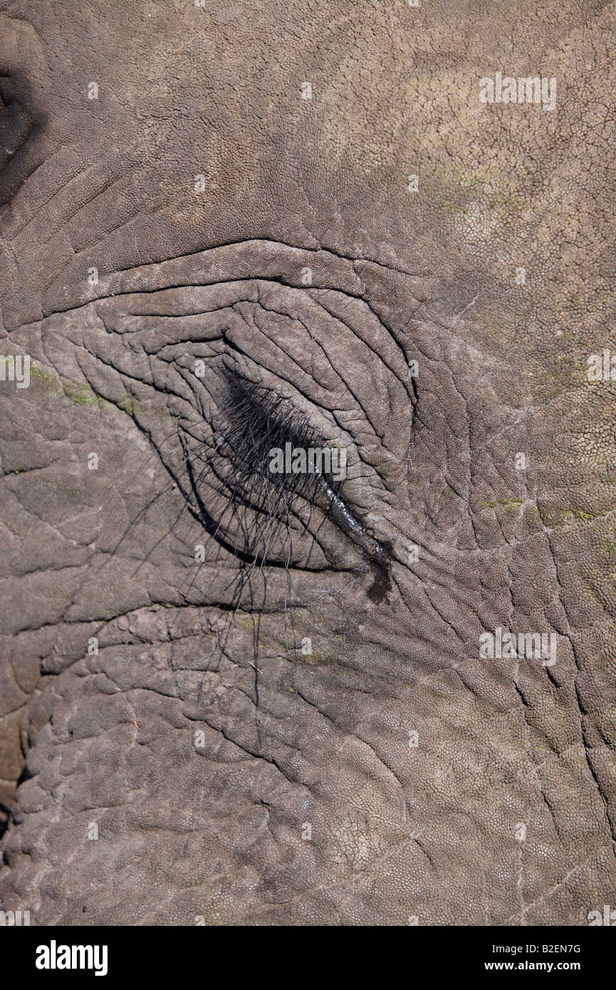 Nahaufnahme des Auges Elefant Stockfoto