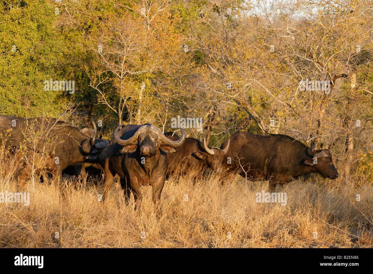 Eine Gruppe von Cape Buffalo im trockenen Buschland Stockfoto