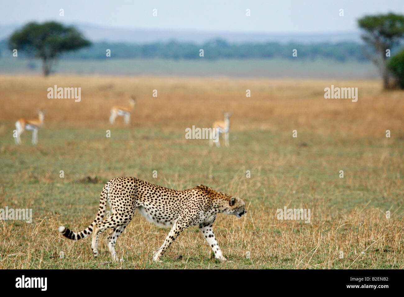 Ein einsamer Gepard, vorbei an einer Herde von Thompsons Gazellen auf eine offene Ebene Stockfoto