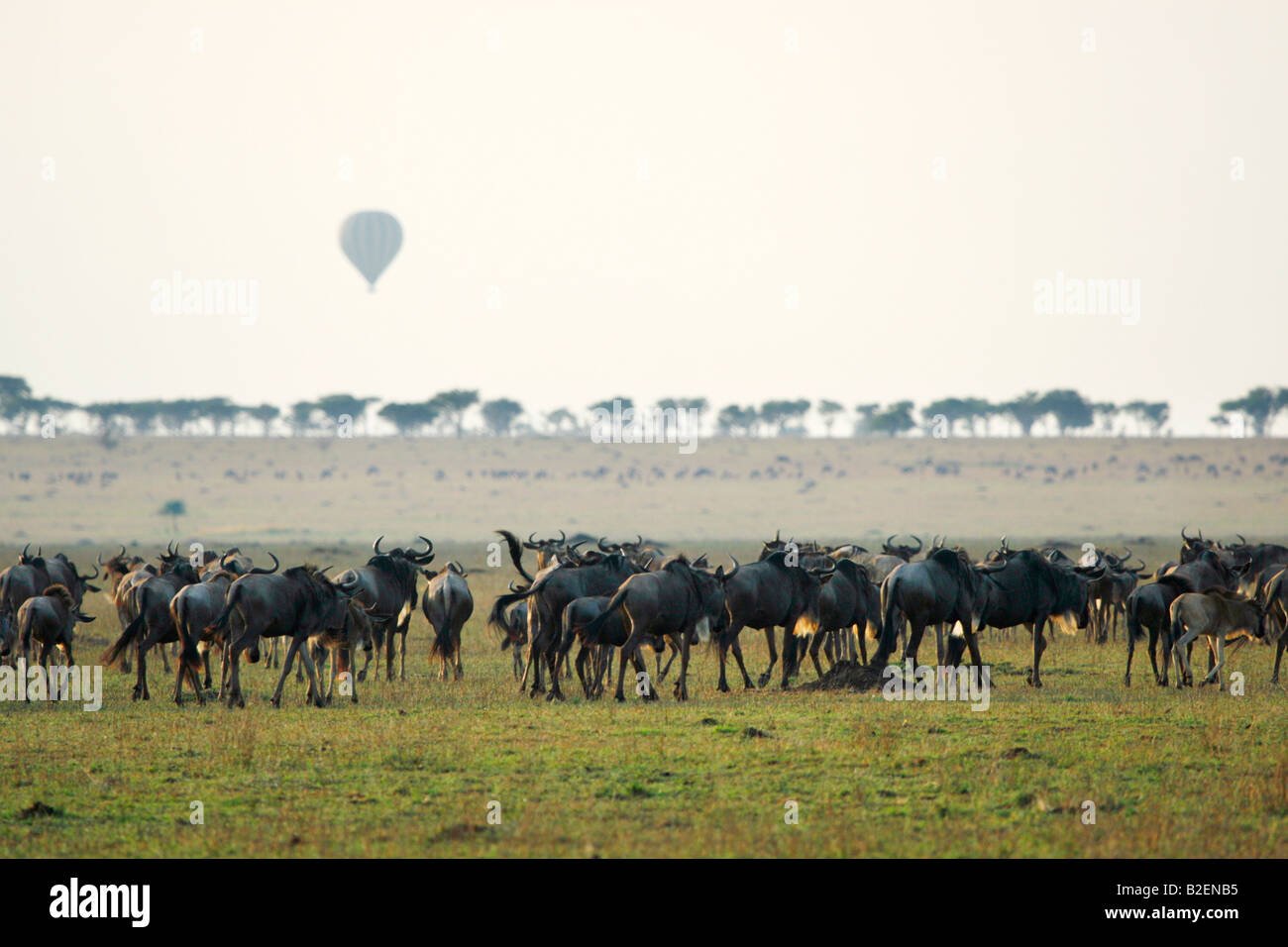 Große Anzahl von Gnus während der jährlichen Migration mit Heißluft-Ballon-Safari im Hintergrund Stockfoto