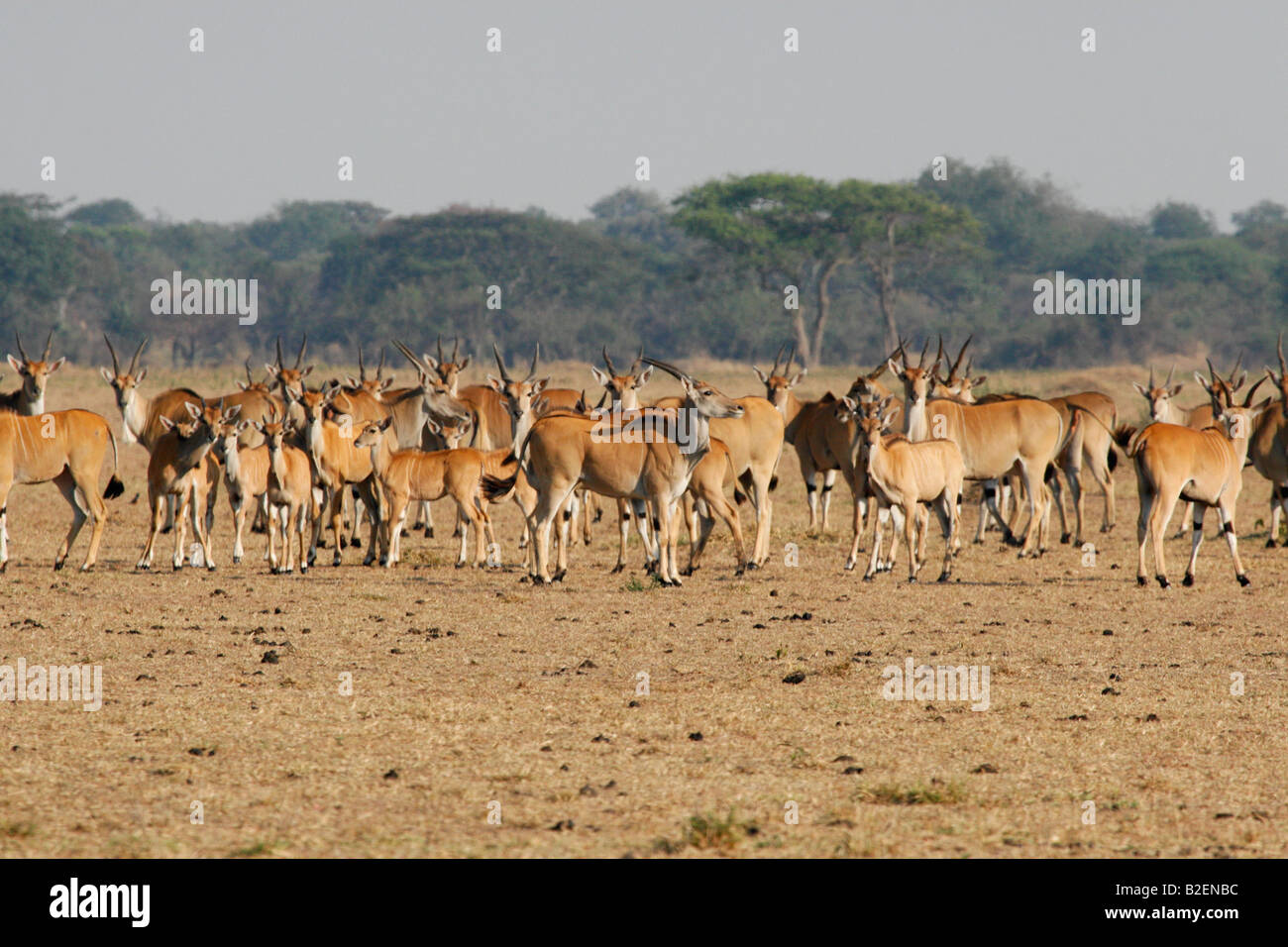 Große Herde Eland versammelten sich auf dem Serengeti Stockfoto