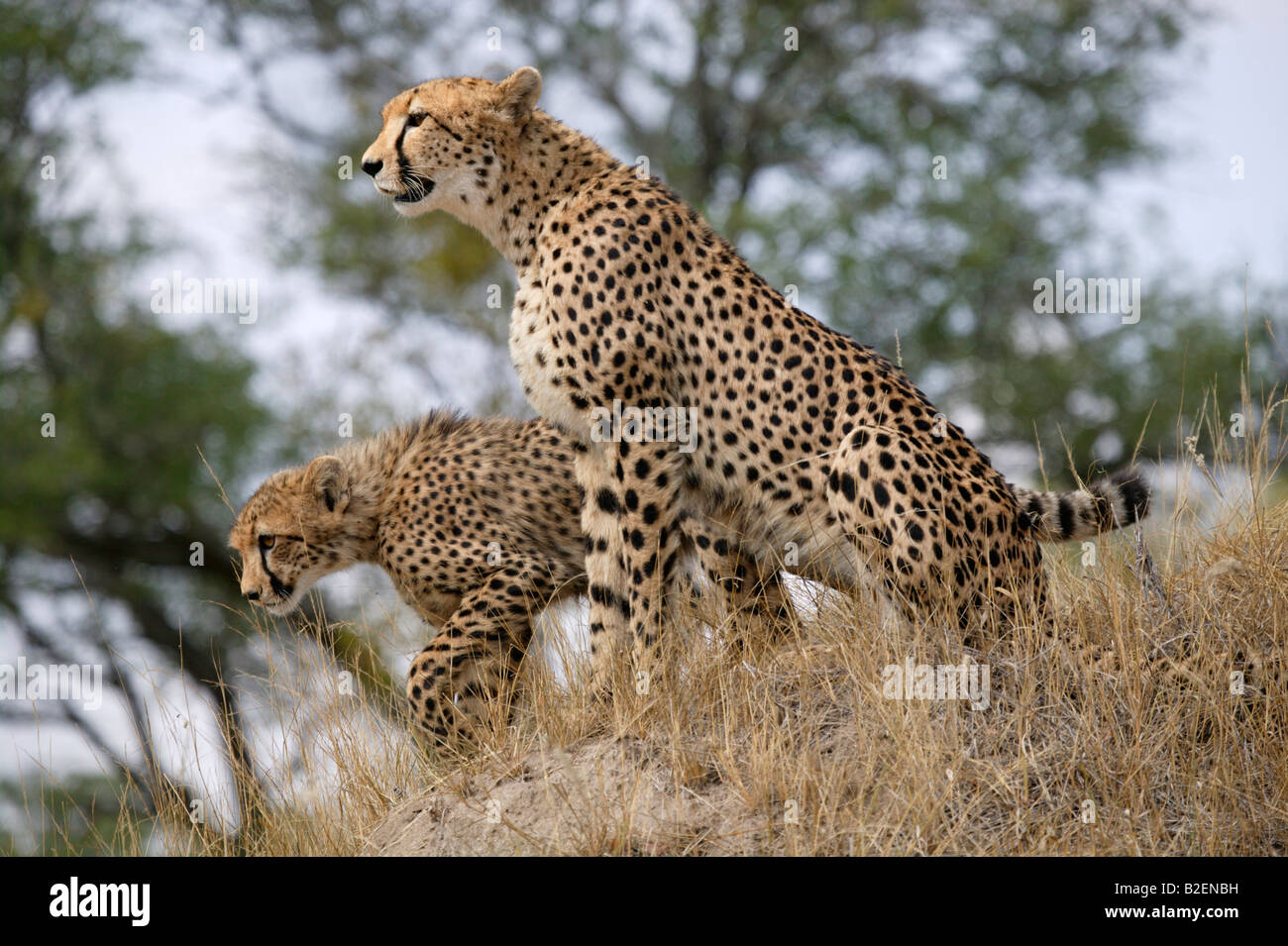 Eine weibliche Geparden und Sub-adulten Cub anhalten auf einem Aussichtspunkt auf die umliegenden Savanne für Spiel Umfrage Stockfoto