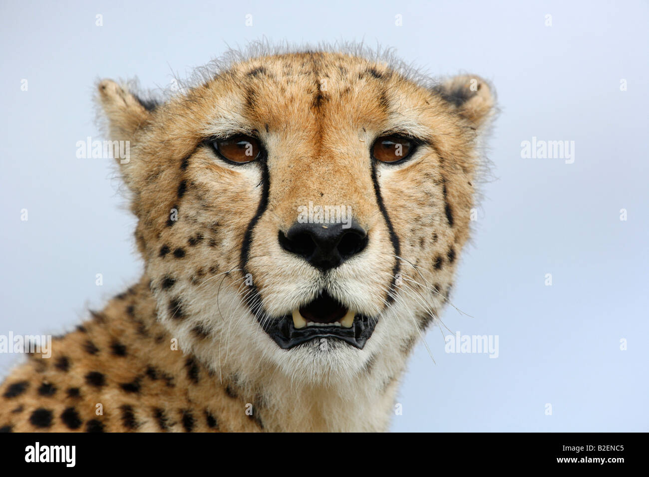 Engen Bildniss eines Erwachsenen Geparden mit Ohren wandte sich wieder hinter ihr zu hören Stockfoto