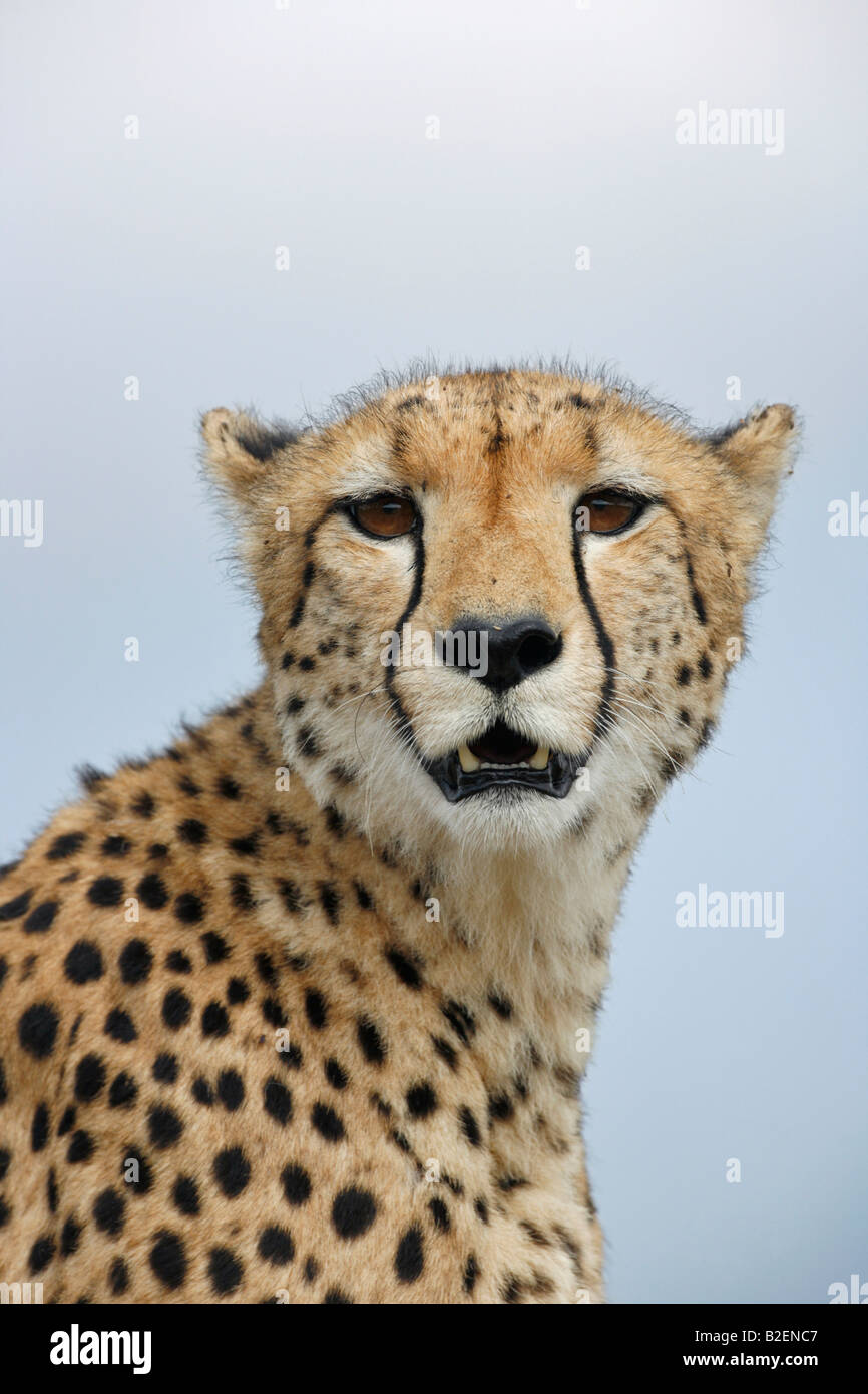 Porträt von einem Erwachsenen Geparden mit Ohren wandte sich wieder hinter ihr zu hören Stockfoto