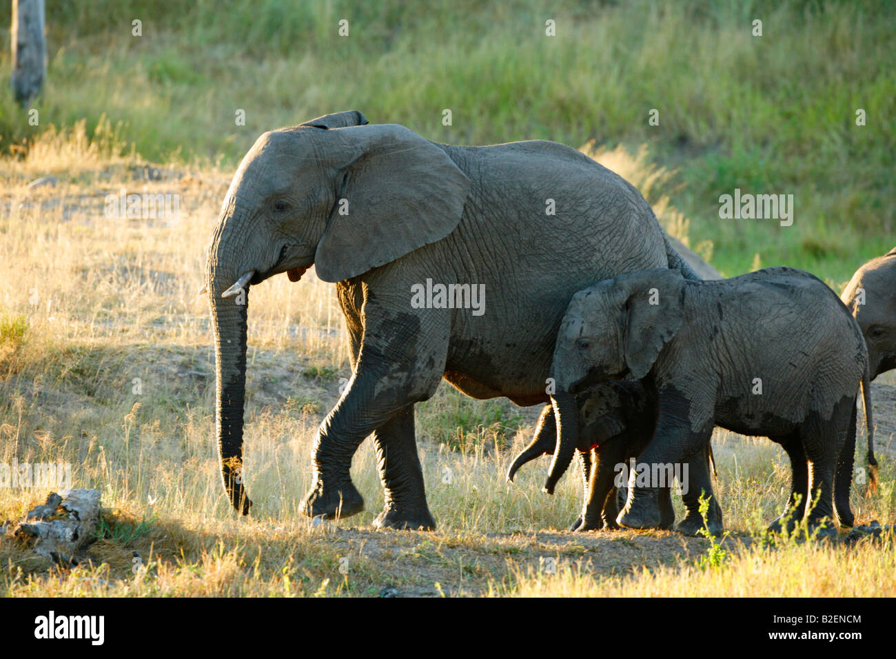 Hinterleuchtete afrikanischen Elefantenherde mit jungen Kälbern unterwegs Stockfoto