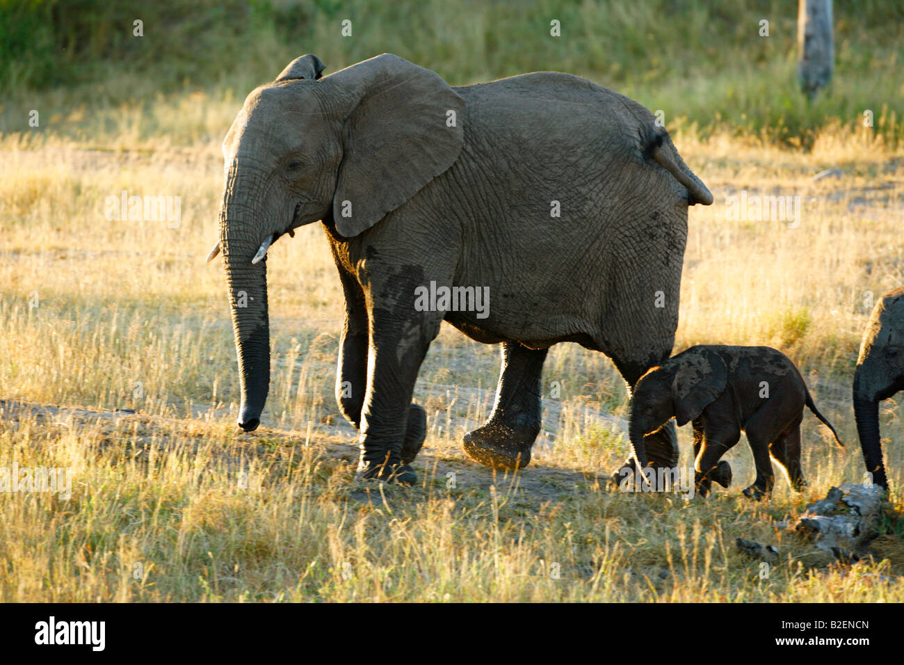 Hinterleuchtete afrikanischer Elefant Kuh mit einem jungen Kalb unterwegs Stockfoto