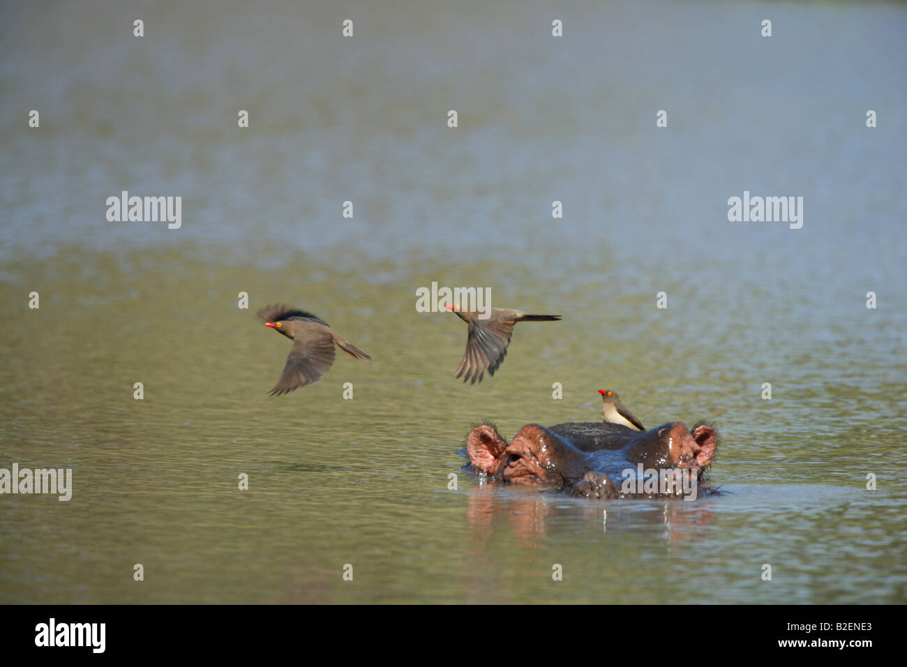 Nilpferd-Porträt mit nur den Kopf über dem Wasser mit rot-billed Oxpeckers zeigen Stockfoto