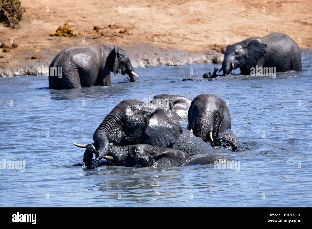 Eine Herde von afrikanischen Elefanten tummeln sich und Schwimmen in einem Wasserloch Stockfoto