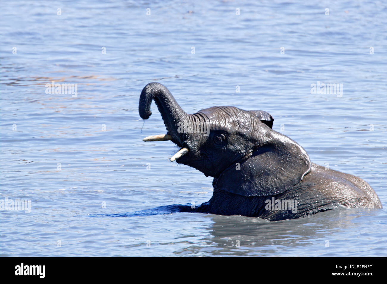 Einen afrikanischen Elefanten schwimmen in einem Wasserloch Stockfoto