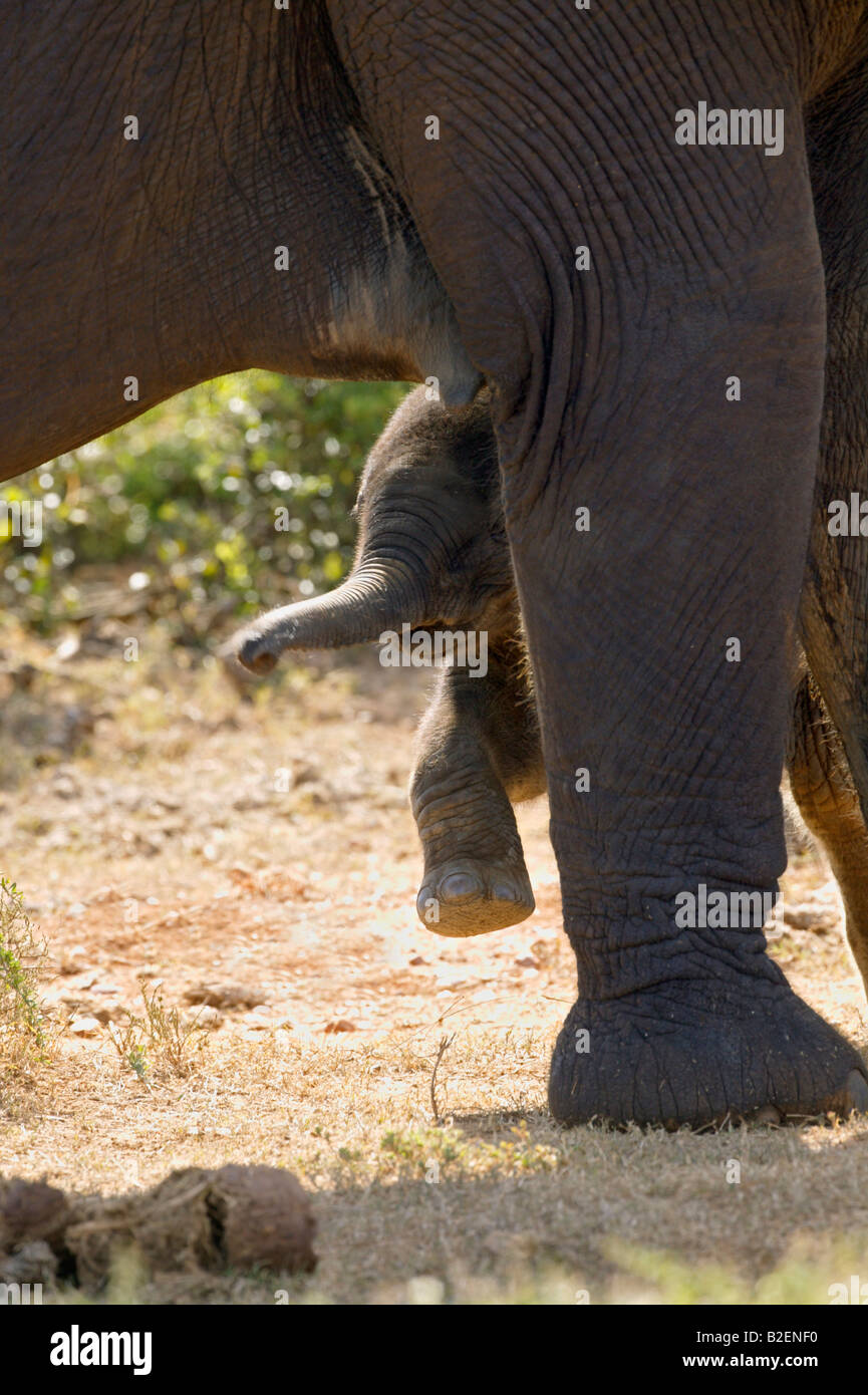 Ein Elefantenbaby hebt einen Fuß ungeschickt in stepping gegenüber seiner Mutter Stockfoto