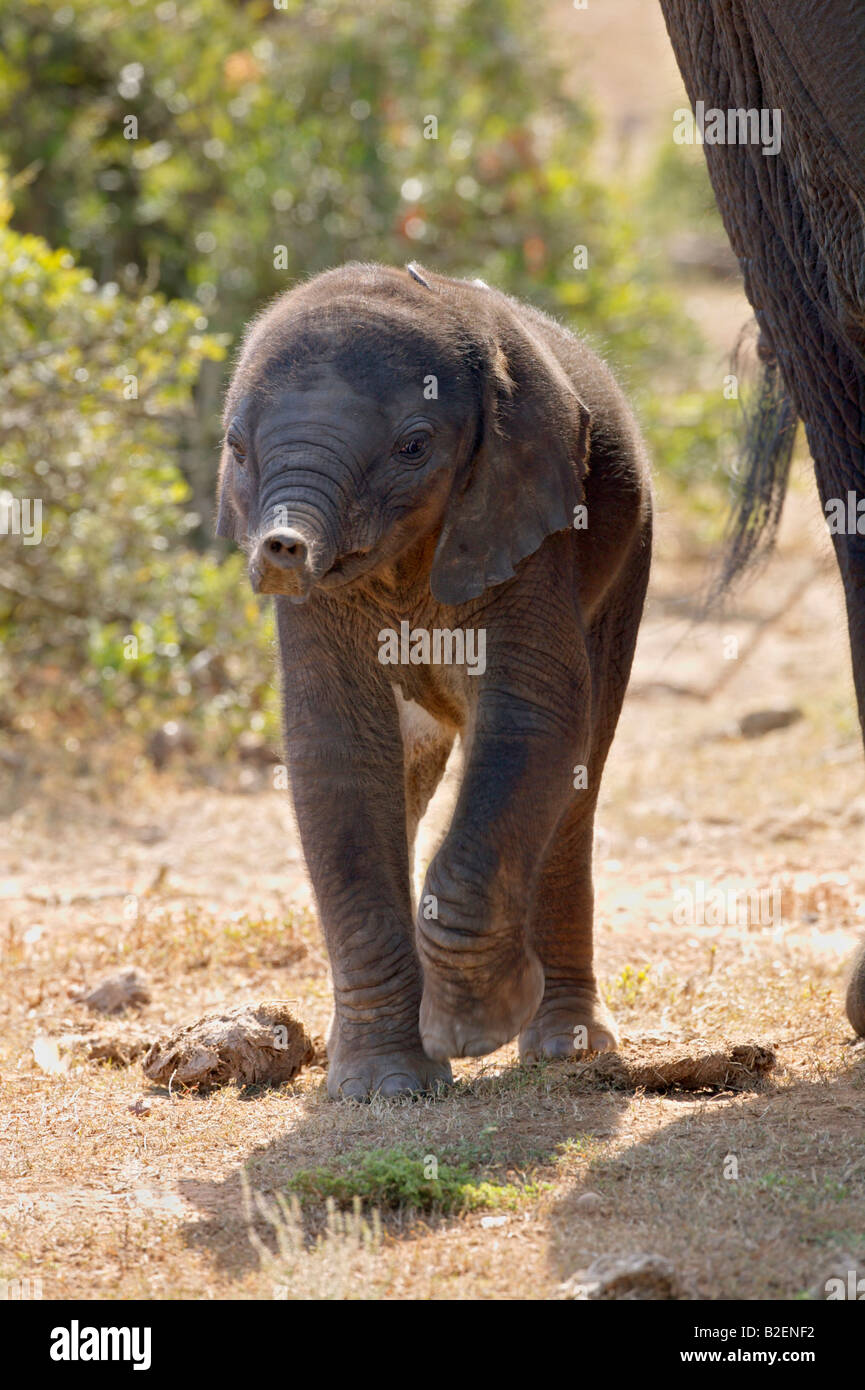 Ein Baby-Elefant mit seinem Rüssel direkt in Richtung der Kameras Stockfoto