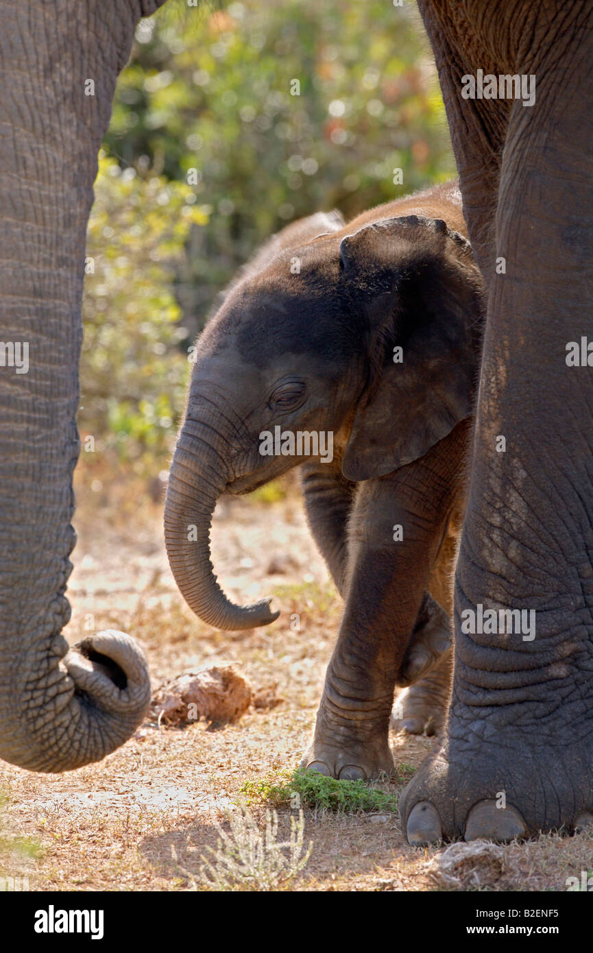 Ein Elefantenbaby seine Vorderbein, eingerahmt von der Mütter-Stamm und Vorderbein kratzen. Stockfoto
