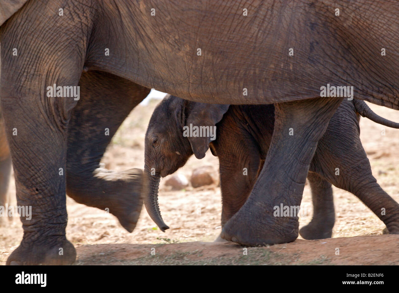 Ein Baby-Elefant entlang seiner Mutter über seine Mutter Beine angezeigt Stockfoto