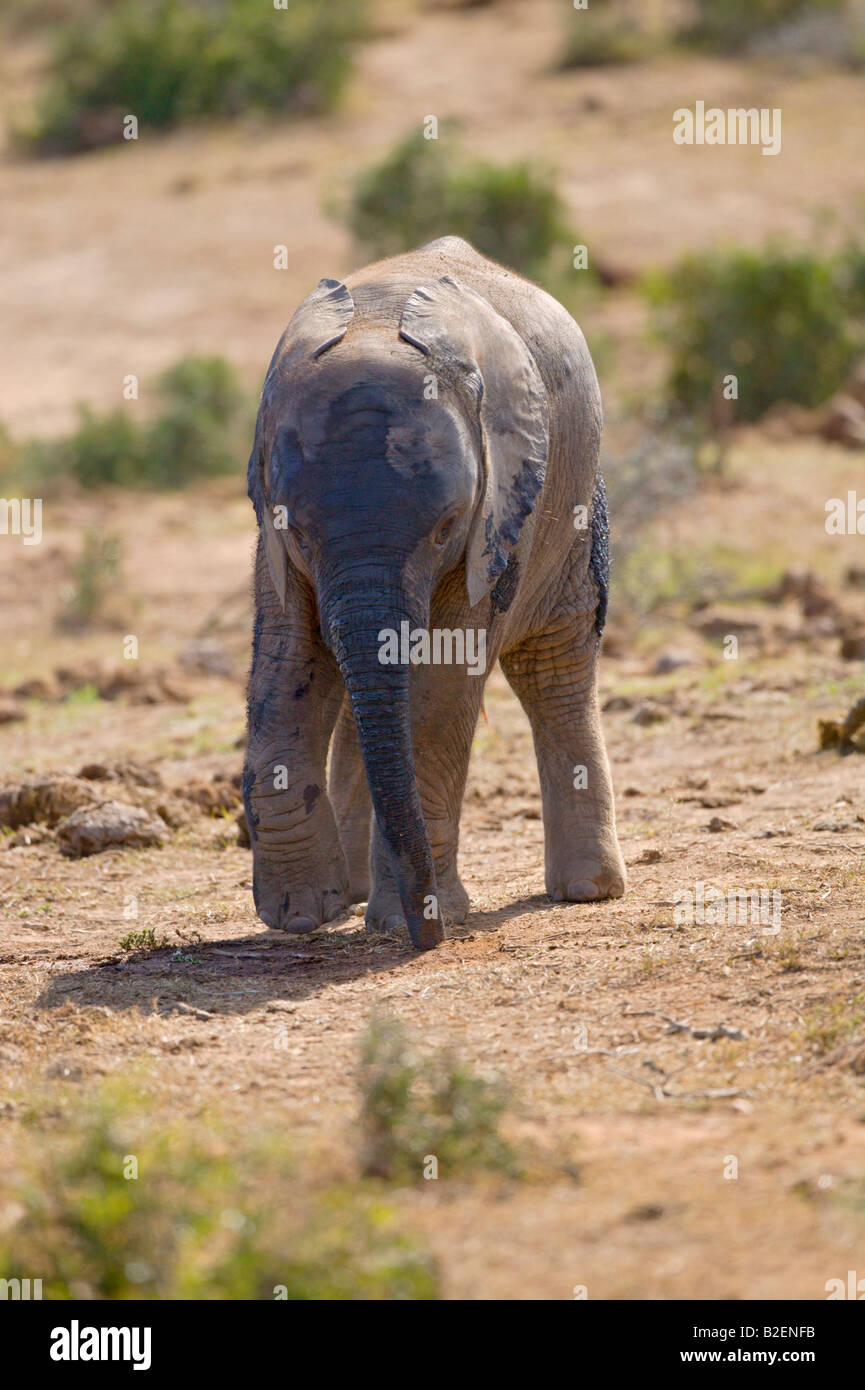 Ein Elefantenbaby zu Fuß in Richtung auf der Suche nach Futter auf dem Boden mit seinem Rüssel Stockfoto