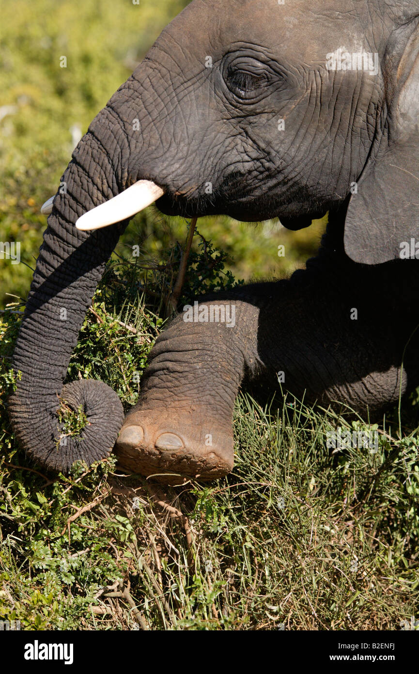 Nahaufnahme eines juvenilen Elefanten ernähren sich von Spekbos und mit äYeah Fuß um zu trampeln ein Stück um es abbrechen Stockfoto