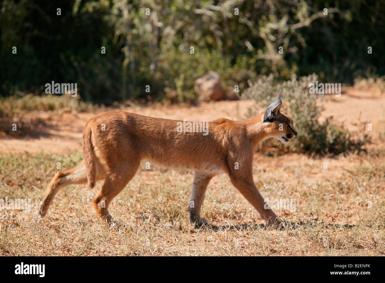 Karakal wandern - diese Katzen sind häufig verantwortlich für die Angriffe auf Schafe. Stockfoto